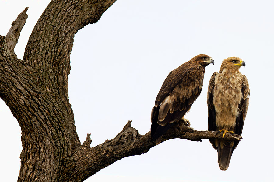  Tawny Eagles   Kenya